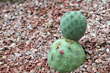 Image showing Cactus planted in a botanical garden.