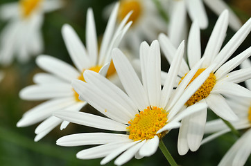 Image showing Sunny Side Up Shasta Daisy