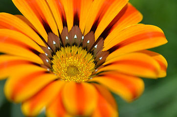 Image showing Beautiful flower in a meadow