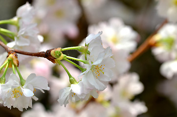 Image showing Beautiful Cherry blossom