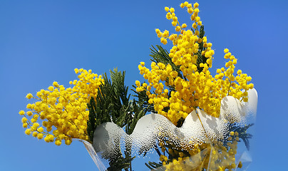 Image showing Branches of mimosa flower on bright blue background