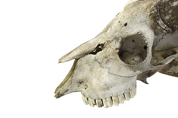 Image showing Ram Skull