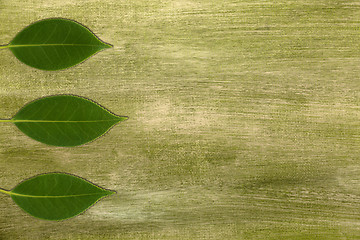 Image showing Camelia leaves on green