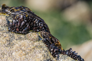 Image showing Closeup of mussels on the rocks