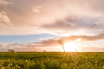 Image showing Panoramic view of a flowering  yellow daisy flowers