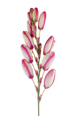 Image showing Lilies