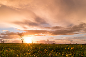 Image showing Panoramic view of a flowering  yellow daisy flowers