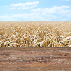 Image showing field of ripening wheat ears or rye spikes