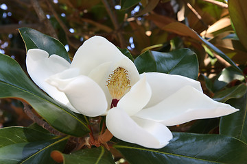 Image showing Lovely white flower