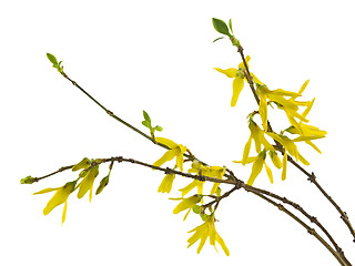 Image showing forsythia