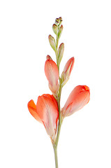 Image showing Orange lilies