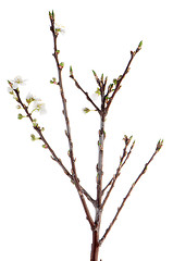 Image showing Spring cherry blossom,Closeup. 