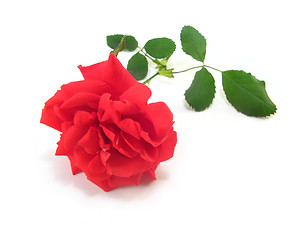 Image showing red rose