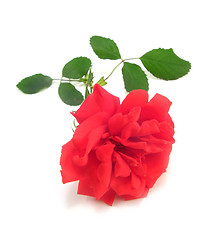 Image showing red rose