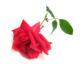 Image showing red rose