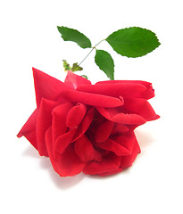 Image showing red rose