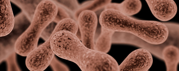 Image showing Bacteria