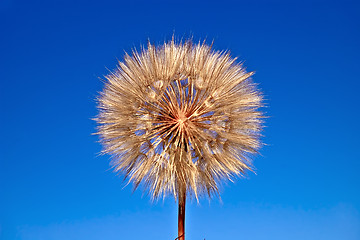 Image showing Tragopogon pratensis on blue sky