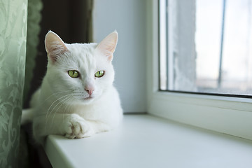 Image showing Cat with paw on paw