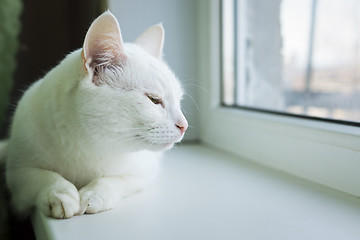 Image showing Drowsy cat on windowsill