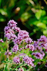 Image showing Oregano lilac