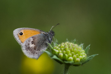 Image showing the small heath