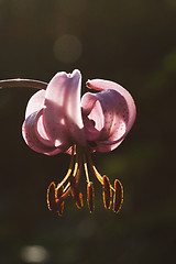 Image showing martagon lily