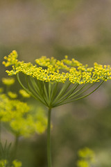 Image showing dill