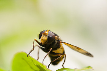 Image showing hoverfly