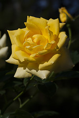Image showing yellow rose