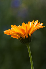 Image showing pot marigold