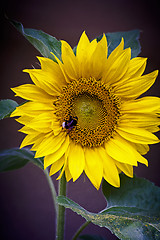 Image showing sunflower