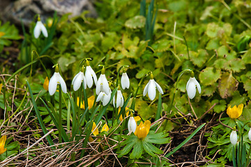 Image showing Early spring flowers in a garden