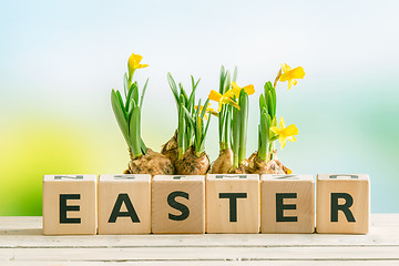 Image showing The word easter with daffodil flowers