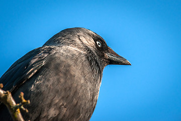 Image showing Western Jackaw close-up on blue background