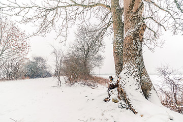 Image showing Big tree by a road in the snow