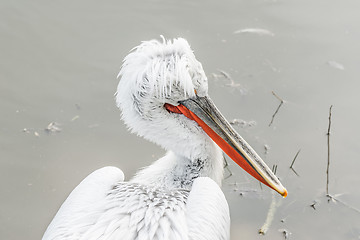 Image showing Pelican with long feathers