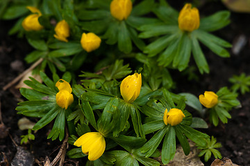 Image showing Eranthis flowers in a flowerbed