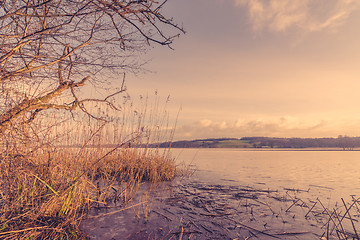 Image showing Reeds by a lake in the morning