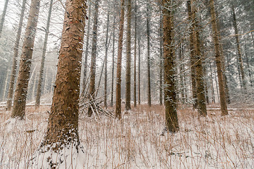 Image showing Tall pine trees at wintertime