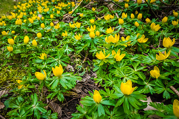 Image showing Eranthis flowers in a green garden