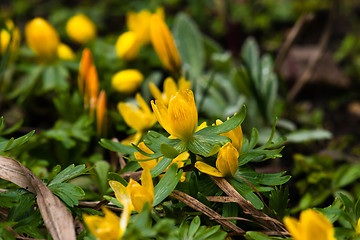 Image showing Eranthis flowers in the spring