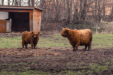 Image showing Highland cattle at a farm