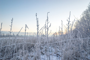 Image showing Frost on grass on a field