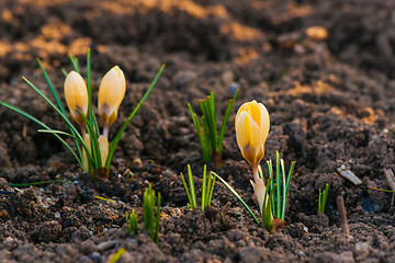 Image showing Garden with yellow crocus flowers