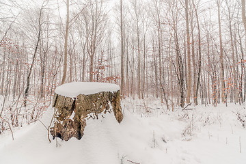 Image showing Big tree log covered with snow