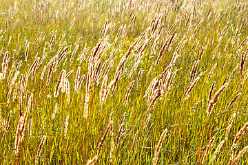 Image showing Tops of cereal weeds in sunny haze