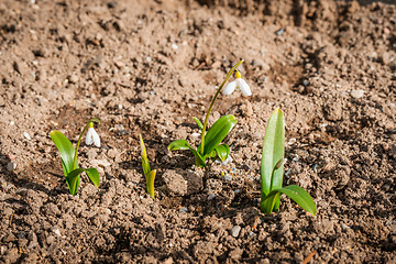 Image showing Snowdrop flowers in dry soil