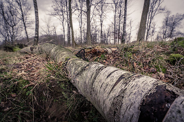 Image showing Birch wood in the forest