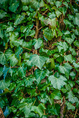 Image showing Ivy plant on a tree